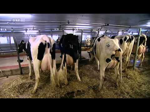 Die Milchlüge ORF III Themenmontag