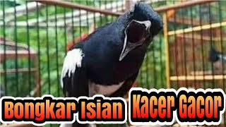 Download lagu Bongkar Isian Burung Kacer Macet Malas Bunyi Langsung Ikut Nyaut mp3 Download lagu Bongkar Isian Burung Kacer Macet Malas Bunyi Langsung Ikut Nyaut mp3