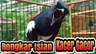 Download lagu Bongkar Isian Burung Kacer Macet Malas Bunyi Langs... mp3