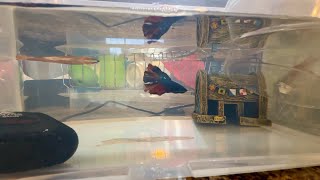 BREEDING Bettas how to breed betta fish