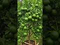 🌿Grow a PERFECT LIME Tree in Just 30 Days!
