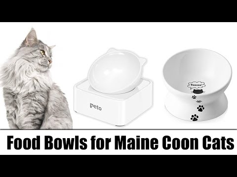 Food Bowls for Maine Coon Cats – Our Top 5
