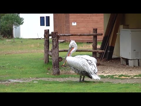 Sëmundja që po kërcënon pelikanin kaçurrel, transmetohet dhe te njeriu