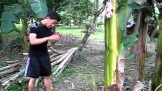preview picture of video 'Train Muay Thai Techniques near Pico Rivera, 90660 - FREE  DVD'