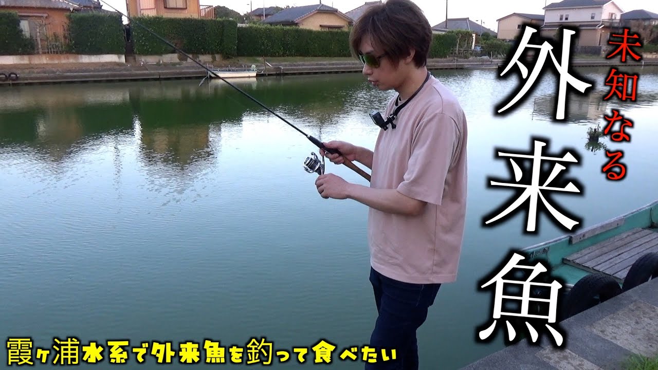 霞ヶ浦水系で外来魚を釣って食べようとしてみた【ダントウボウ、ギギ、アメリカナマズ】