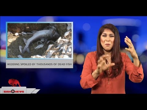 Wedding spoiled by thousands of dead fish (ASL - 6.7.18)