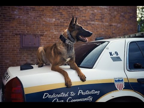 Dog Nutritionist Shares Top Picks for High-Protein Dog Foods That WORK