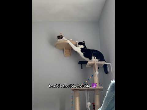 Oh great, here comes the drama again. #siblingfights #cattrouble #dramacats