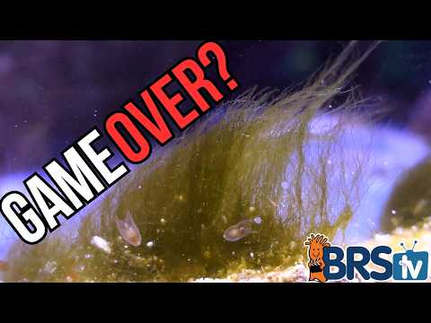 Help! I Wrecked My Tank Ep. 7 - Annihilate Green Hair Algae