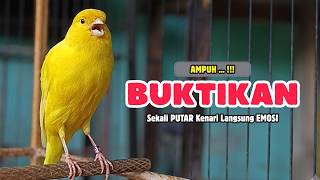 Download lagu Suara PANCINGAN Kenari PAUD Belajar Bunyi Ngeriwik, Kenari GACOR Panjang | Masteran Kenari Paud #768 mp3 Download lagu Suara PANCINGAN Kenari PAUD Belajar Bunyi Ngeriwik, Kenari GACOR Panjang | Masteran Kenari Paud #768 mp3