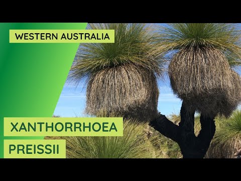 Grass Trees Western Australia – Xanthorrhoea preisii, Balga.
