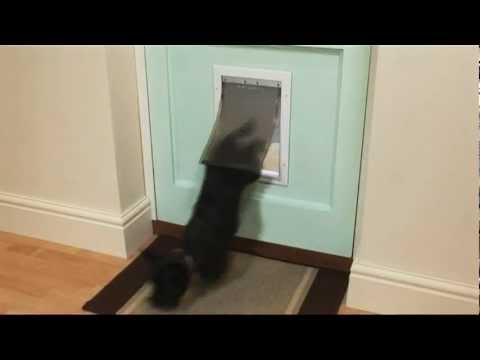 Our Cat Flaps Pet Door Ranges Petsafe Norway