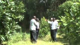 Avocado Farming