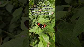 Download lagu The postman butterfly is poisonous! ☠️ #youtubeshorts #nature #insect #shorts #butterfly #postman mp3
