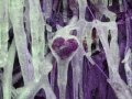 Valérie Leulliot Un coeur gelé 