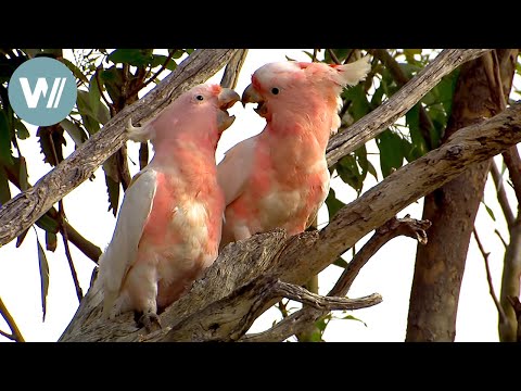 Highway durch Australien - Die Nullarbor | Tiere vor der Kamera (2016) | Folge 56/57