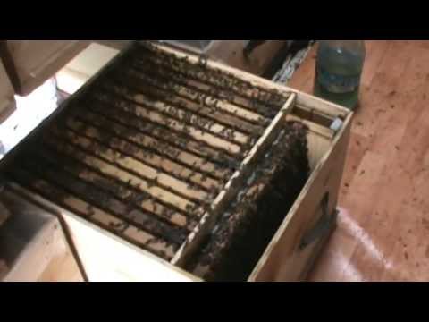 6. Populare Bio Stup pe vatra (stationar)  - Trei in Unul 6/9