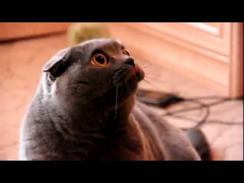 Kesh_Kali_Kesh - Maca me e RRezikshme - YouTube.flv