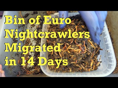 ENC worm migration done in 14 days - vermicompost