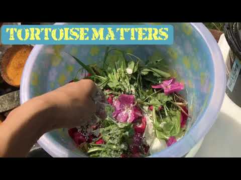 Tortoise Feeding guide - preparing a varied meal - natural healthy feeding - how to care