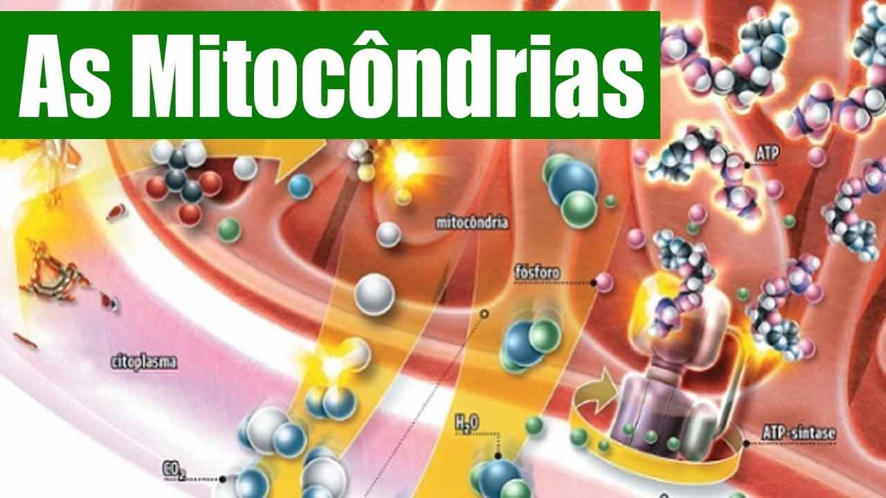 Estrutura e função das mitocôndrias