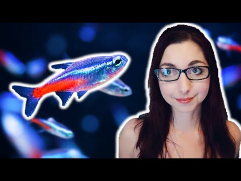 Neon Tetra Fish Care: The Complete Beginner’s Guide