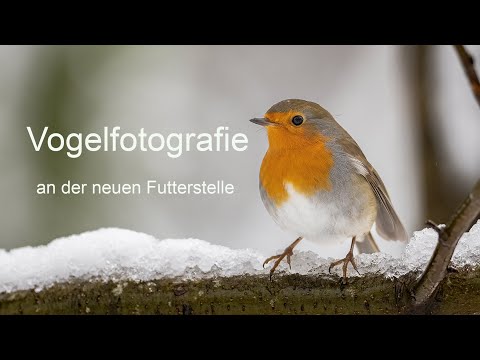 Abenteuer Naturfotografie / Neue Vogelfutterstelle