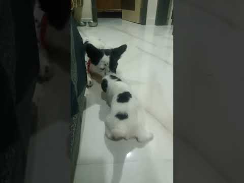 #Dog love ❤🐶# these little peanuts are obsessed with mamma 🐾🐾