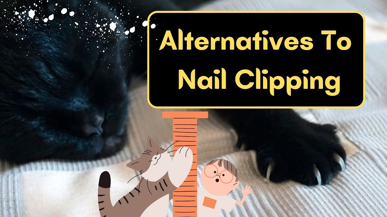 How To Keep Cat Claws Dull