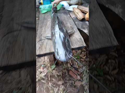 pintado bruto no Rio do peixe município de rialma go.  nao deixe se inscrever.