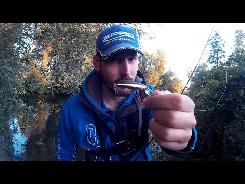 Spinnfischen auf Forelle im Fluss und Bach - So geht's mit dem Wobbler