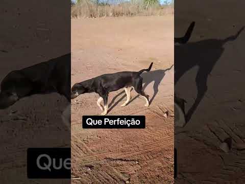 igaci Alagoas #nordeste