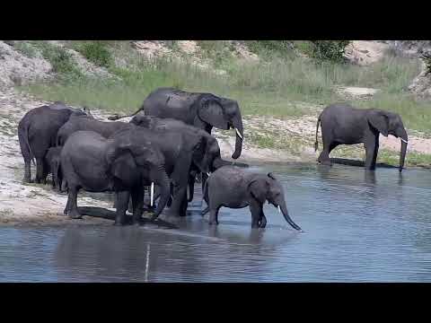 Djuma: Elephant herd gets quick drink at the dam - 15:18 - 12/27/2022