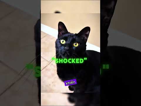 Con Mèo Hóa Thành Ronaldo 😮