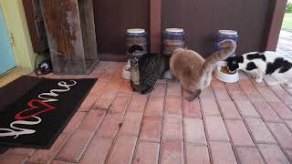 Kitties Eating 730 am 02 25 2024