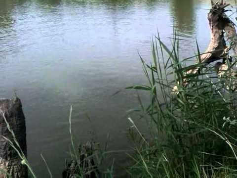 Baboso saliendo a flote