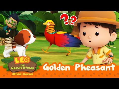 Is that a legendary RAINBOW BIRD?! 🌈🐦 | Golden Pheasant | Leo the Wildlife Ranger | #compilation