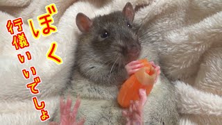 どんな食べ物でも、行儀よく食べるんだ！