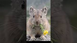 Download lagu American pika sounds #pika #pikashorts #mountainanimals #viral mp3 Download lagu American pika sounds #pika #pikashorts #mountainanimals #viral mp3