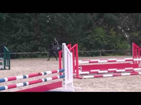 Chocolate Dream, 4yr old Westfalian stallion by Ca