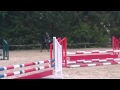Chocolate Dream 4yr Old Westfalian Stallion By Ca