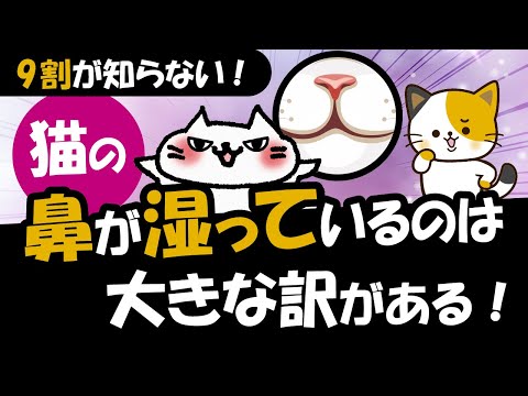 猫の鼻が乾いているのは正常ですか? - 原因とケア