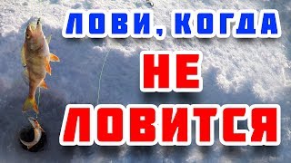 Почему окунь не клюет зимой