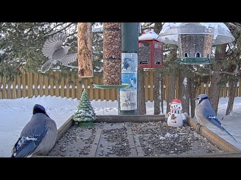 A Jay Parade! Canada And Blue Jays Trade Time At Ontario Feeders – Dec. 12, 2024