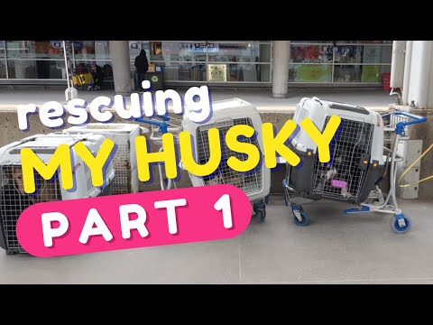 My Husky's Full Rescue Story (Part 1)