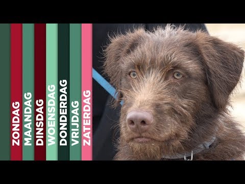 TV West Weekoverzicht - 4 mei 2019