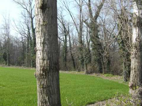 Mattinata primaverile al fiume