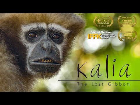 Kalia - The Lost Gibbon