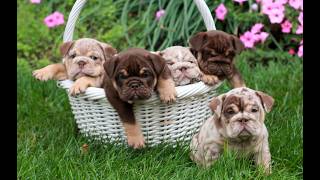 Video preview image #1 English Bulldog Puppy For Sale in EPHRATA, PA, USA