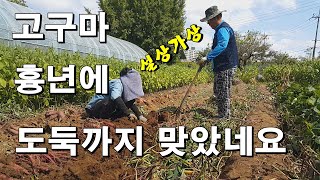 흉년에 도둑까지 맞았네요./고구마-제가 사는 곳이 경기도 수원으로 도시지역이라서 야생동물 피해는 없습니다.